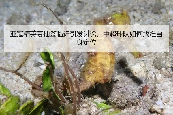 亚冠精英赛抽签临近引发讨论，中超球队如何找准自身定位